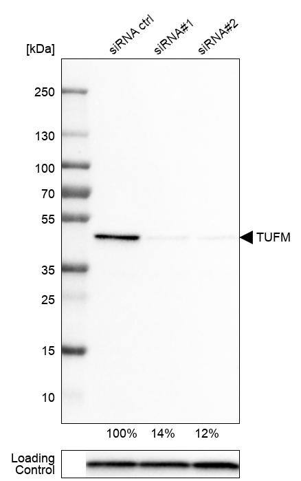 TUFM Antibody (CL2242) - Azide and BSA Free Western Blot: TUFM Antibody [NBP3-44455]