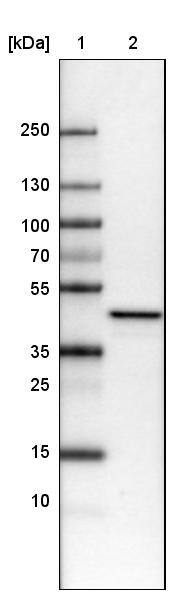 TUFM Antibody (CL2243) - Azide and BSA Free Western Blot: TUFM Antibody [NBP3-44456]