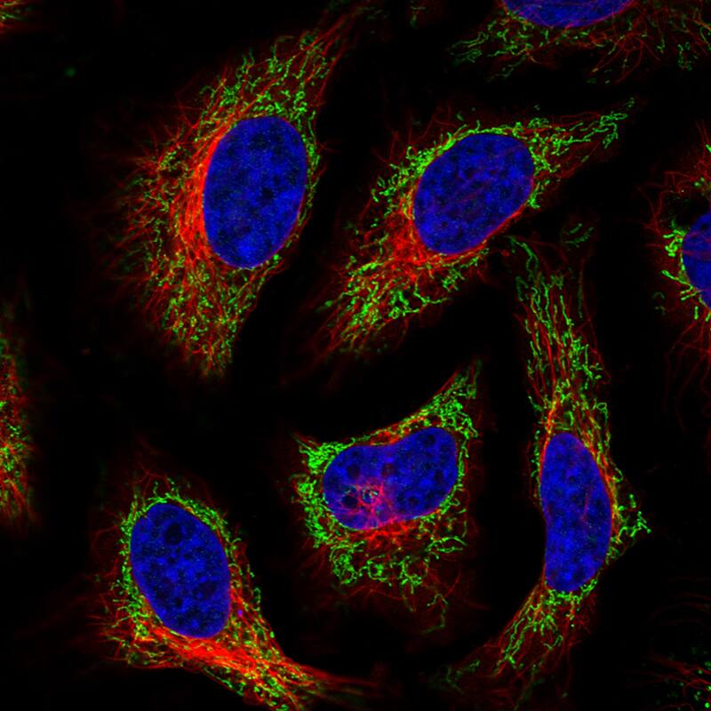 TUFM Antibody (CL2243) - Azide and BSA Free Immunocytochemistry/ Immunofluorescence: TUFM Antibody [NBP3-44456]