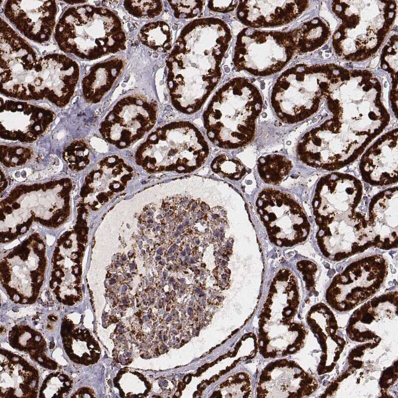 TUFM Antibody (CL2243) - Azide and BSA Free Immunohistochemistry-Paraffin: TUFM Antibody [NBP3-44456]