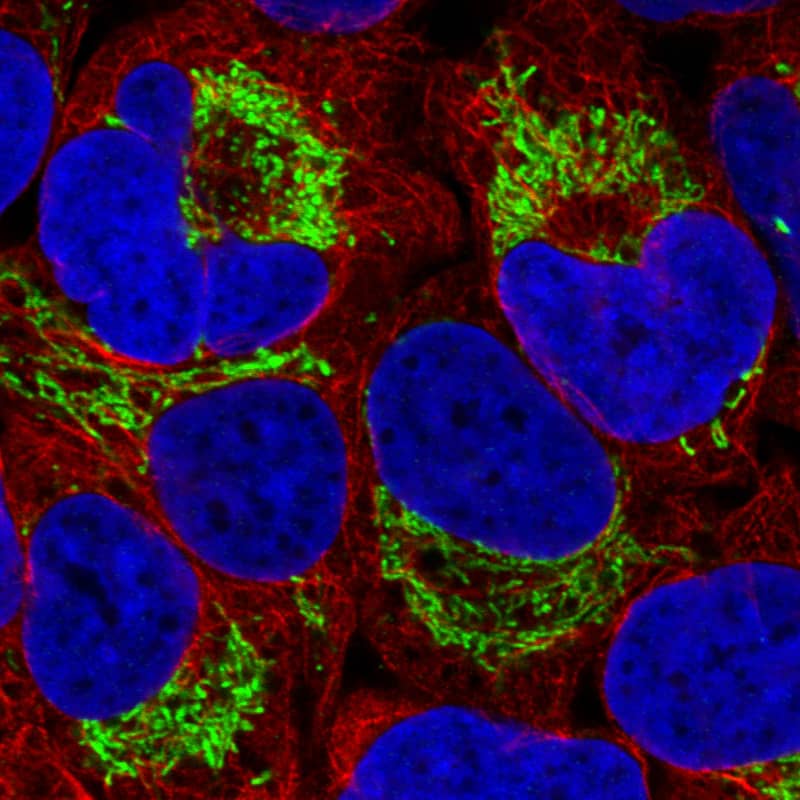 TUFM Antibody (CL2243) - Azide and BSA Free Immunocytochemistry/ Immunofluorescence: TUFM Antibody [NBP3-44456]