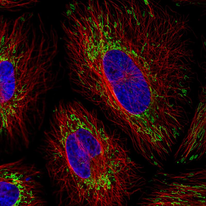 TUFM Antibody (CL2245) - Azide and BSA Free Immunocytochemistry/ Immunofluorescence: TUFM Antibody [NBP3-44457]