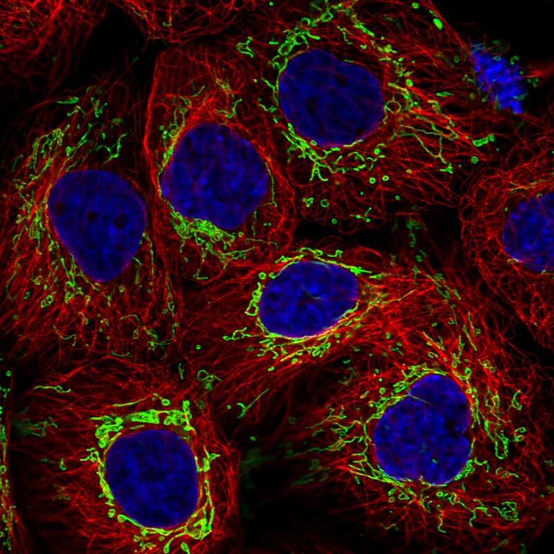 TUFM Antibody (CL2245) - Azide and BSA Free Immunocytochemistry/ Immunofluorescence: TUFM Antibody [NBP3-44457]