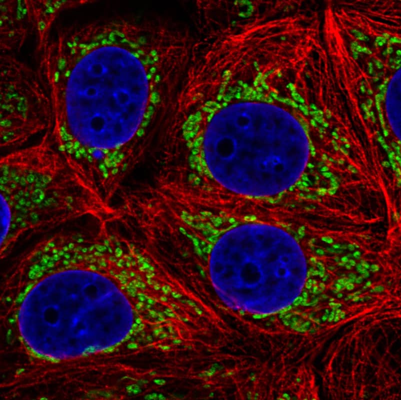 TUFM Antibody (CL2245) - Azide and BSA Free Immunocytochemistry/ Immunofluorescence: TUFM Antibody [NBP3-44457]