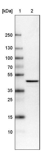 TUFM Antibody (CL2245) - Azide and BSA Free Western Blot: TUFM Antibody [NBP3-44457]