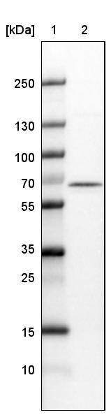 NOP56 Antibody (CL2603) - Azide and BSA Free Western Blot: NOP56 Antibody [NBP3-44458]