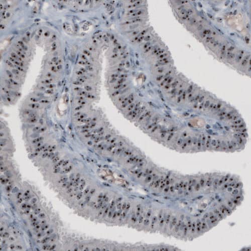 NOP56 Antibody (CL2603) - Azide and BSA Free Immunohistochemistry-Paraffin: NOP56 Antibody [NBP3-44458]