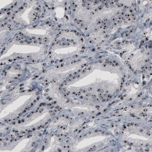 NOP56 Antibody (CL2603) - Azide and BSA Free Immunohistochemistry-Paraffin: NOP56 Antibody [NBP3-44458]