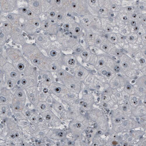NOP56 Antibody (CL2603) - Azide and BSA Free Immunohistochemistry-Paraffin: NOP56 Antibody [NBP3-44458]