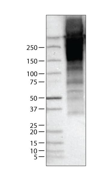 Thyroglobulin Antibody (CL0164) - Azide and BSA Free Western Blot: Thyroglobulin Antibody [NBP3-44463]