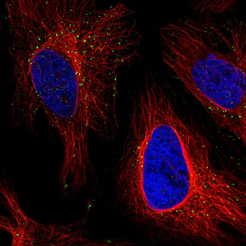 VPS26A Antibody (CL2287) - Azide and BSA Free Immunocytochemistry/ Immunofluorescence: VPS26A Antibody [NBP3-44464]