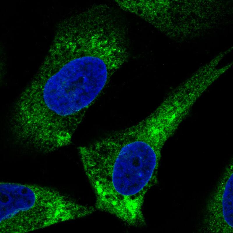 ERp57/PDIA3 Antibody (CL2444) - Azide and BSA Free Immunocytochemistry/ Immunofluorescence: ERp57/PDIA3 Antibody [NBP3-44467]