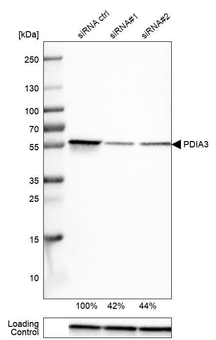 ERp57/PDIA3 Antibody (CL2444) - Azide and BSA Free Western Blot: ERp57/PDIA3 Antibody [NBP3-44467]