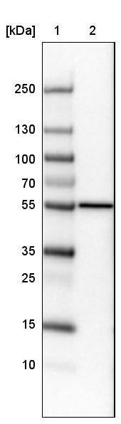 ERp57/PDIA3 Antibody (CL2446) - Azide and BSA Free Western Blot: ERp57/PDIA3 Antibody [NBP3-44468]