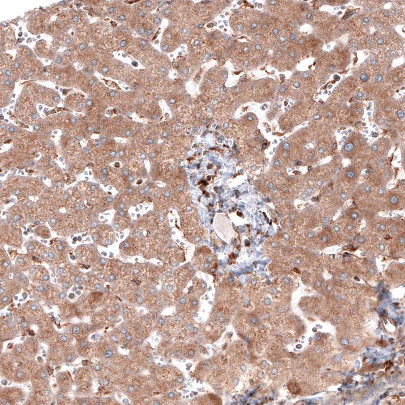ERp57/PDIA3 Antibody (CL2446) - Azide and BSA Free Immunohistochemistry-Paraffin: ERp57/PDIA3 Antibody [NBP3-44468]