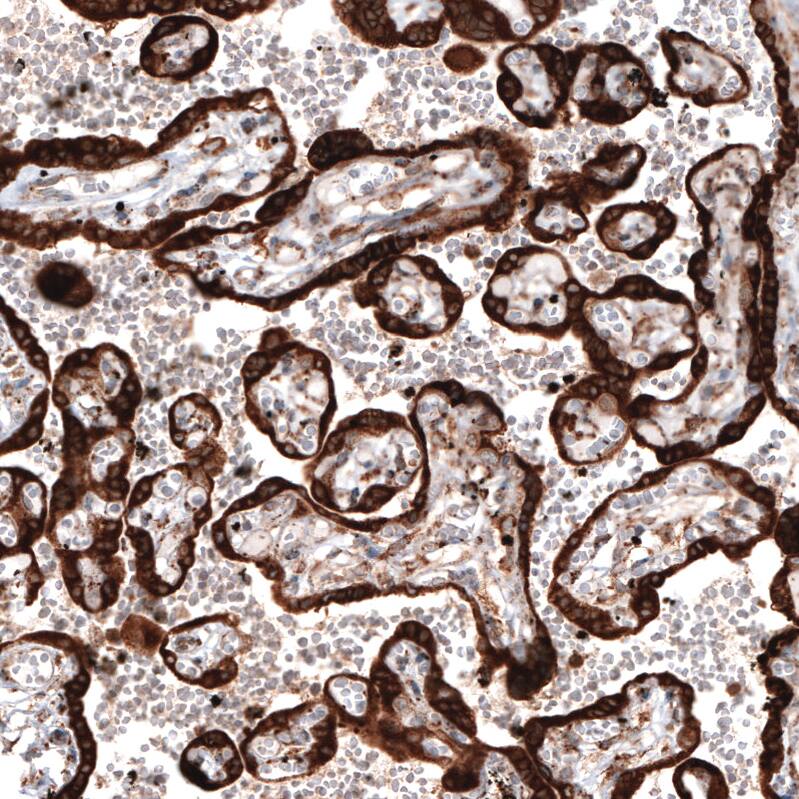 ERp57/PDIA3 Antibody (CL2446) - Azide and BSA Free Immunohistochemistry-Paraffin: ERp57/PDIA3 Antibody [NBP3-44468]