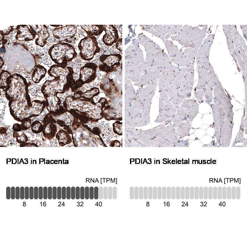 ERp57/PDIA3 Antibody (CL2452) - Azide and BSA Free Immunohistochemistry-Paraffin: ERp57/PDIA3 Antibody [NBP3-44469]