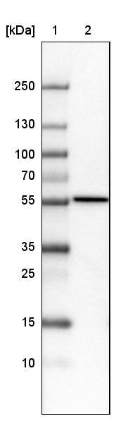 ERp57/PDIA3 Antibody (CL2452) - Azide and BSA Free Western Blot: ERp57/PDIA3 Antibody [NBP3-44469]