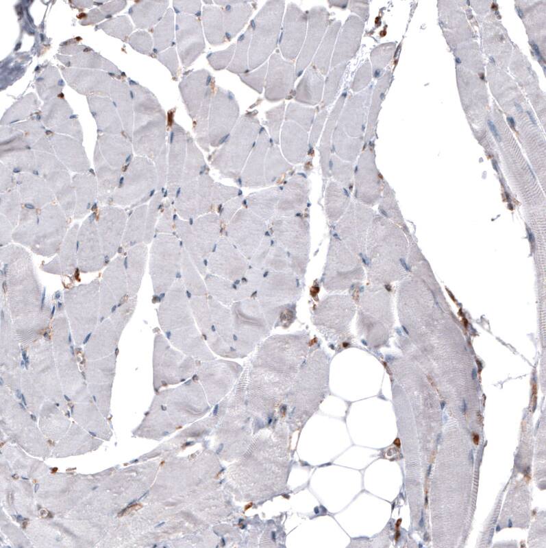 ERp57/PDIA3 Antibody (CL2452) - Azide and BSA Free Immunohistochemistry-Paraffin: ERp57/PDIA3 Antibody [NBP3-44469]