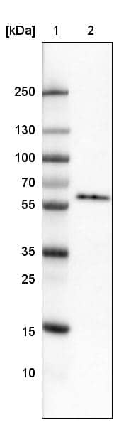 GRASP55 Antibody (CL2522) - Azide and BSA Free Western Blot: GRASP55 Antibody [NBP3-44470]