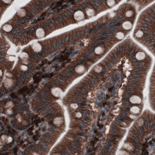 GRASP55 Antibody (CL2522) - Azide and BSA Free Immunohistochemistry-Paraffin: GRASP55 Antibody [NBP3-44470]