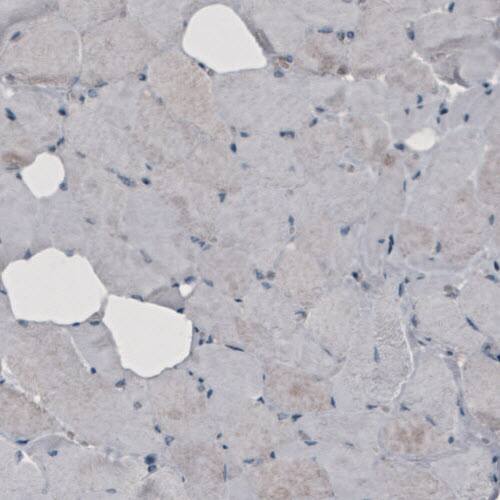 GRASP55 Antibody (CL2522) - Azide and BSA Free Immunohistochemistry-Paraffin: GRASP55 Antibody [NBP3-44470]