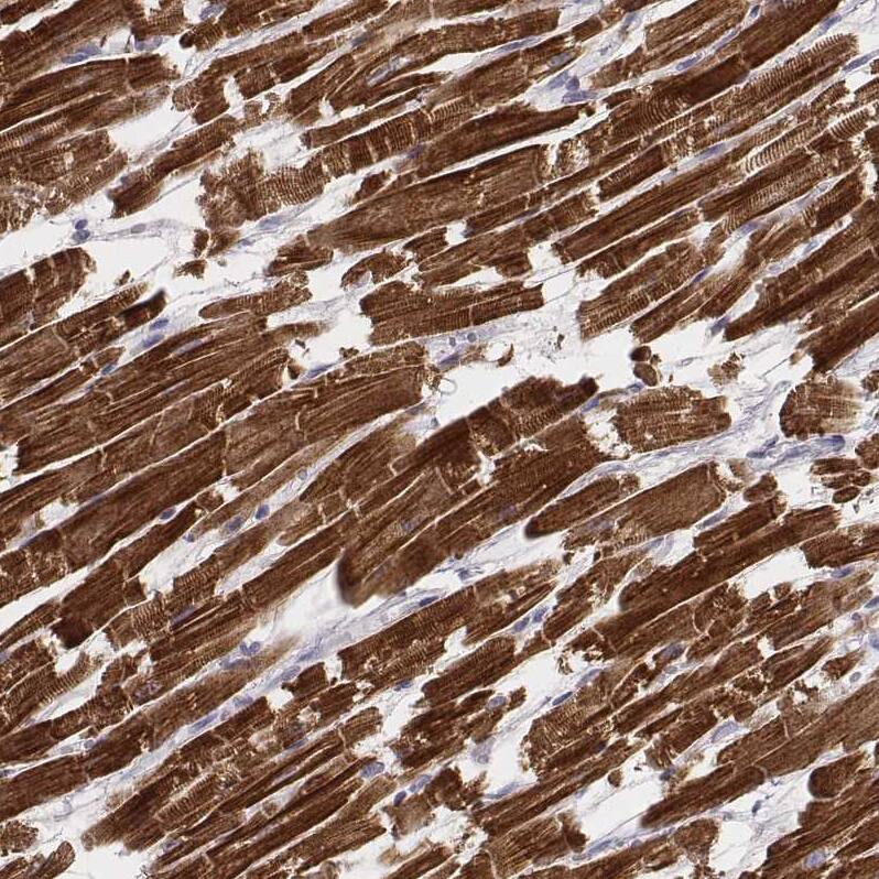 MYH6 Antibody (CL2148) - Azide and BSA Free Immunohistochemistry-Paraffin: MYH6 Antibody [NBP3-44471]