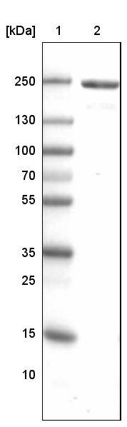 MYH6 Antibody (CL2148) - Azide and BSA Free Western Blot: MYH6 Antibody [NBP3-44471]