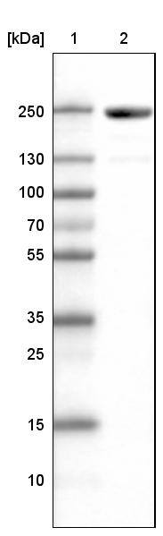 MYH6 Antibody (CL2155) - Azide and BSA Free Western Blot: MYH6 Antibody [NBP3-44472]