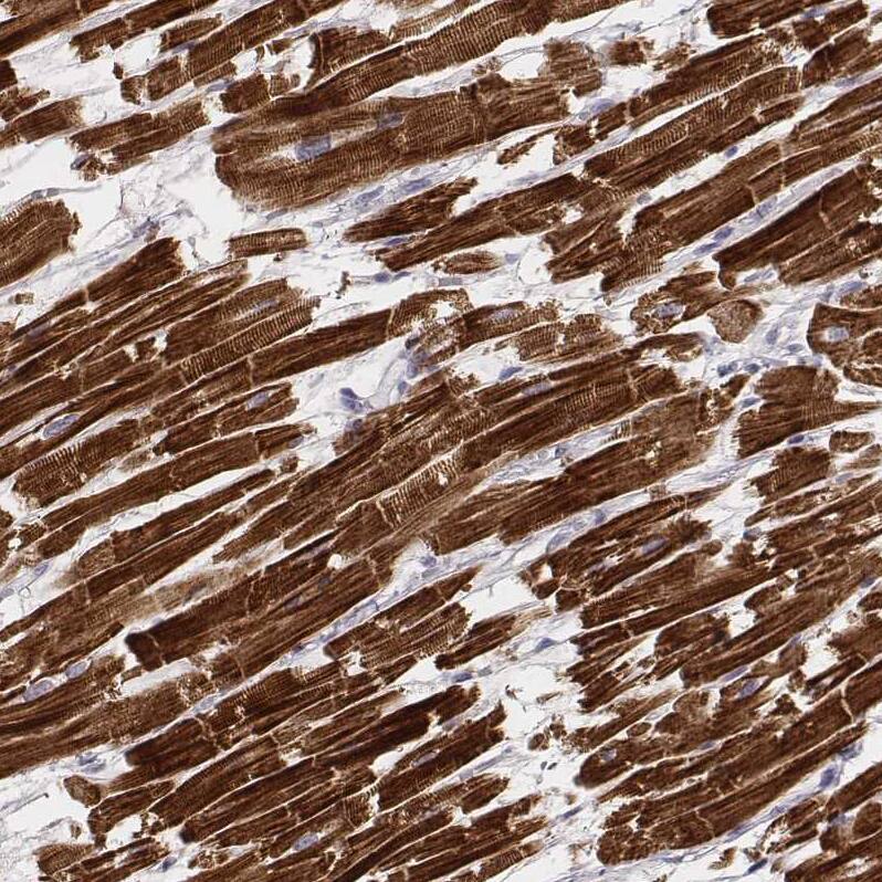 MYH6 Antibody (CL2155) - Azide and BSA Free Immunohistochemistry-Paraffin: MYH6 Antibody [NBP3-44472]