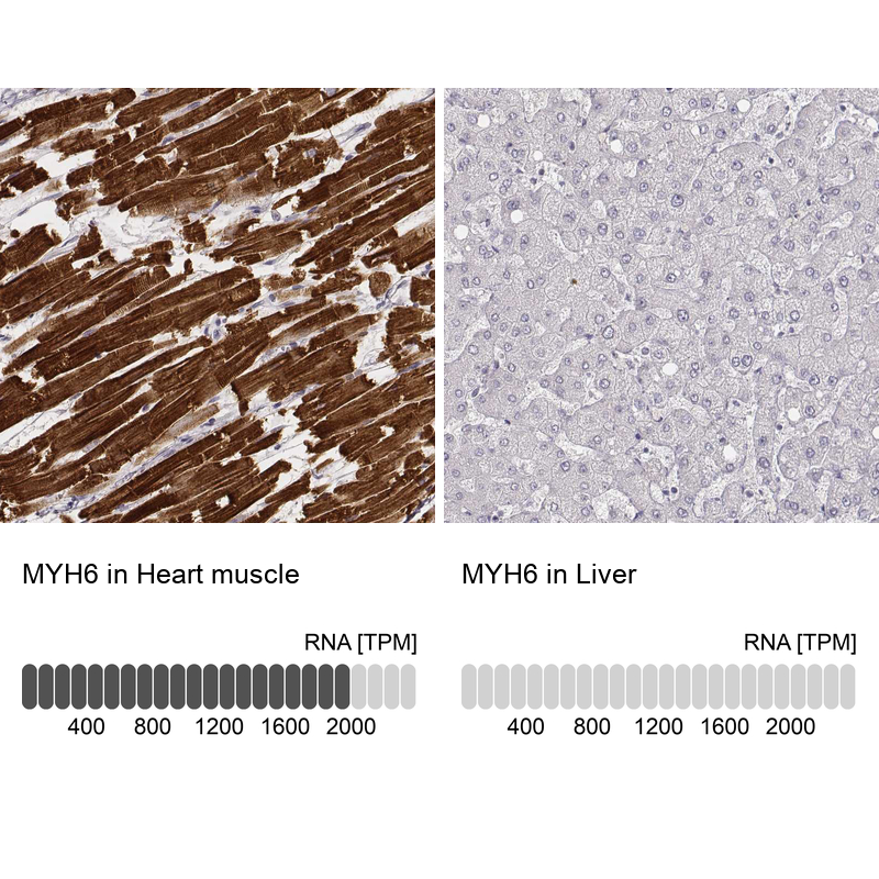 MYH6 Antibody (CL2162) - Azide and BSA Free Immunohistochemistry-Paraffin: MYH6 Antibody [NBP3-44473]