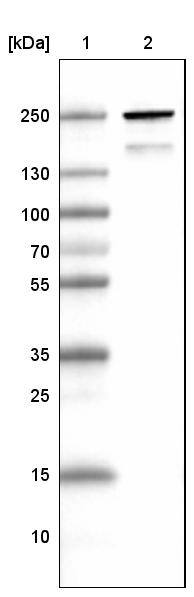 MYH6 Antibody (CL2162) - Azide and BSA Free Western Blot: MYH6 Antibody [NBP3-44473]