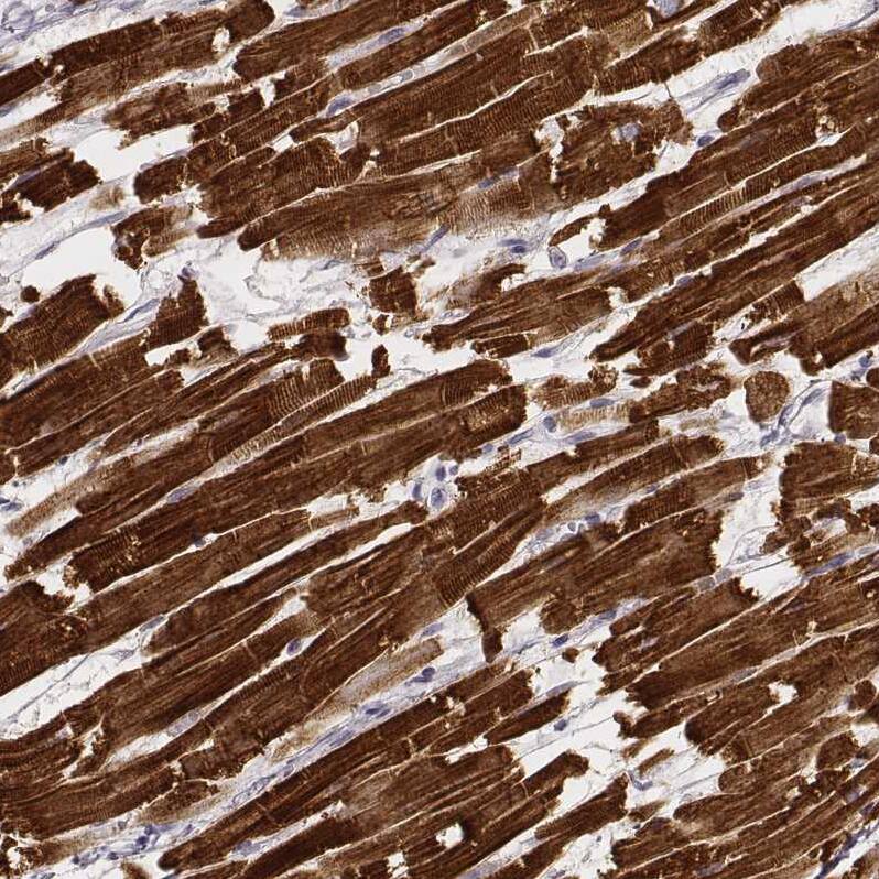 MYH6 Antibody (CL2162) - Azide and BSA Free Immunohistochemistry-Paraffin: MYH6 Antibody [NBP3-44473]