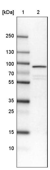 Ezrin Antibody (CL2384) - Azide and BSA Free Western Blot: Ezrin Antibody [NBP3-44475]