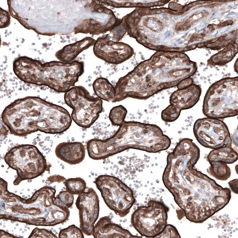 Ezrin Antibody (CL2360) - Azide and BSA Free Immunohistochemistry-Paraffin: Ezrin Antibody [NBP3-44476]