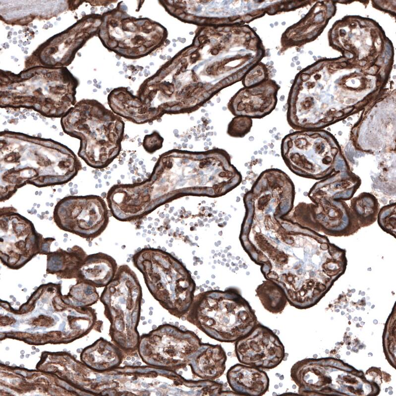 Ezrin Antibody (CL2378) - Azide and BSA Free Immunohistochemistry-Paraffin: Ezrin Antibody [NBP3-44477]