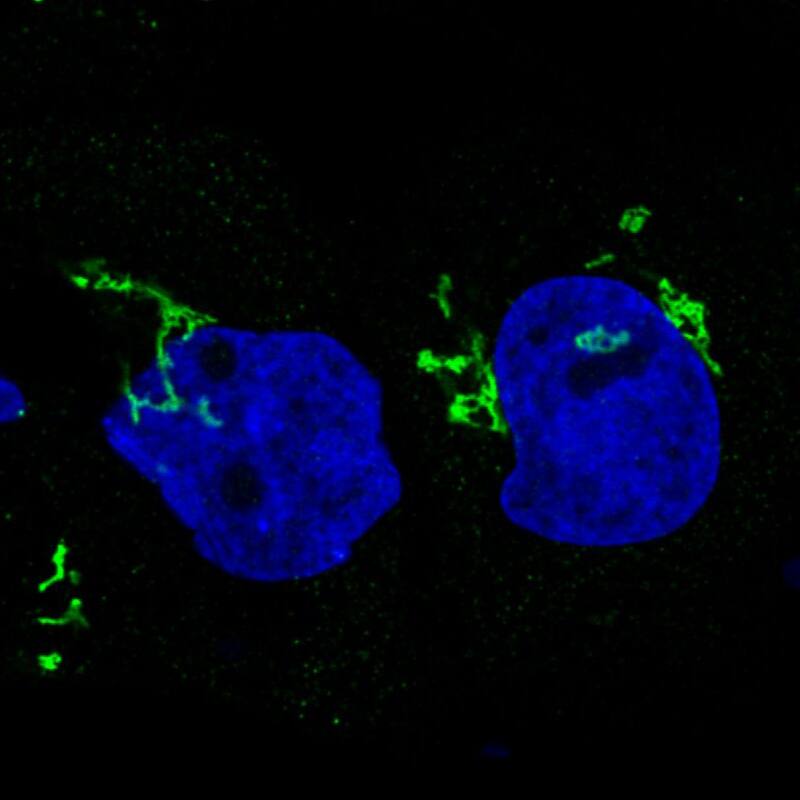 GRASP55 Antibody (CL2610) - Azide and BSA Free Immunocytochemistry/ Immunofluorescence: GRASP55 Antibody [NBP3-44478]