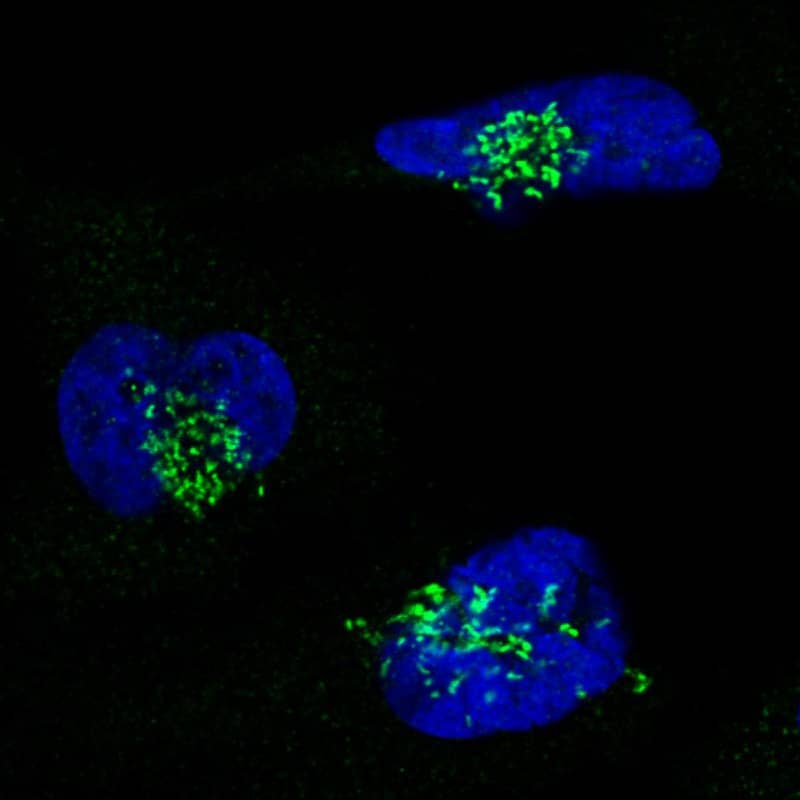 GRASP55 Antibody (CL2610) - Azide and BSA Free Immunocytochemistry/ Immunofluorescence: GRASP55 Antibody [NBP3-44478]