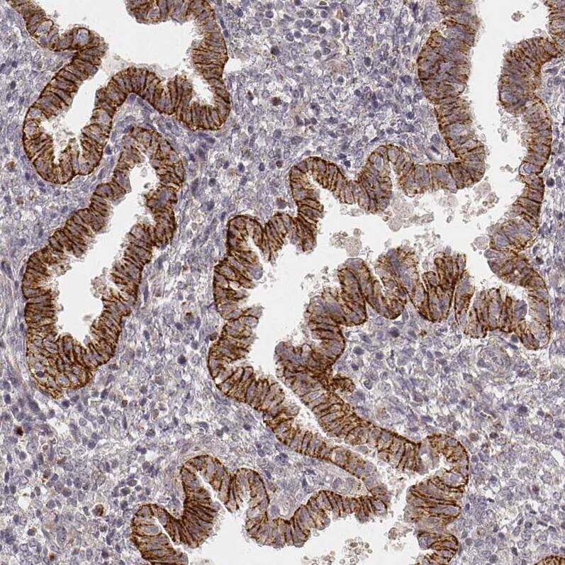 GRASP55 Antibody (CL2610) - Azide and BSA Free Immunohistochemistry-Paraffin: GRASP55 Antibody [NBP3-44478]