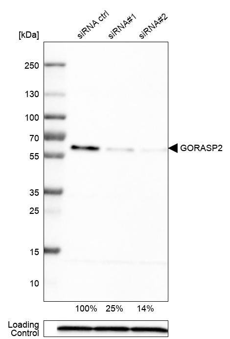 GRASP55 Antibody (CL2610) - Azide and BSA Free Western Blot: GRASP55 Antibody [NBP3-44478]