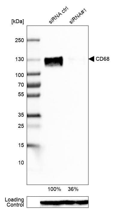 CD68/SR-D1 Antibody (CL1346) - Azide and BSA Free Western Blot: CD68/SR-D1 Antibody [NBP3-44491]