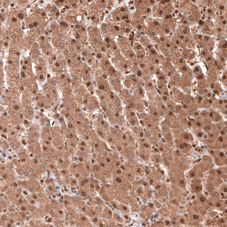 GAPDH Antibody (CL3266) - Azide and BSA Free Immunohistochemistry-Paraffin: GAPDH Antibody [NBP3-44492]