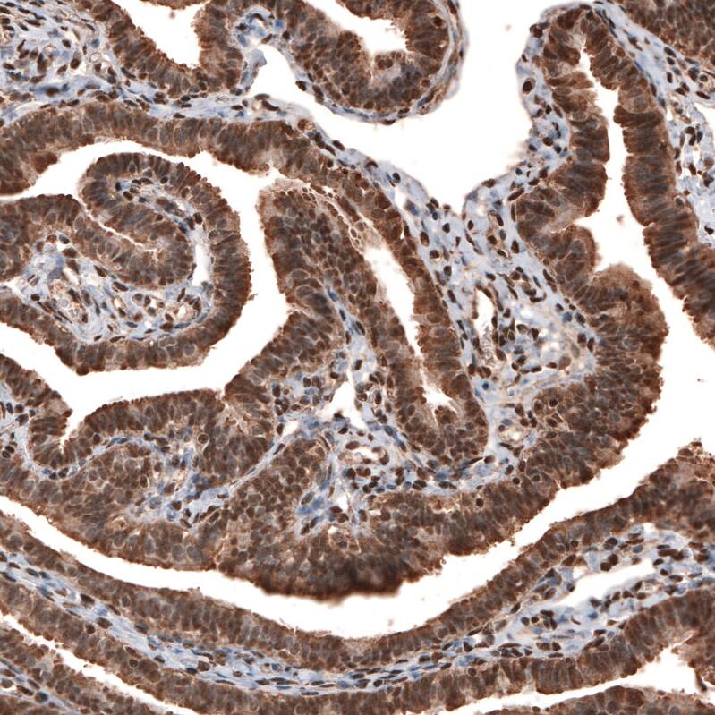 GAPDH Antibody (CL3266) - Azide and BSA Free Immunohistochemistry-Paraffin: GAPDH Antibody [NBP3-44492]