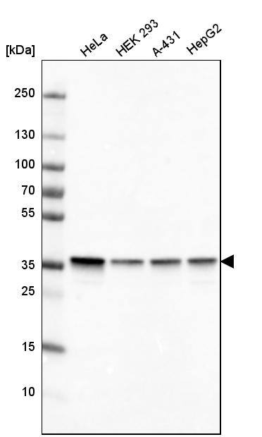 GAPDH Antibody (CL3266) - Azide and BSA Free Western Blot: GAPDH Antibody [NBP3-44492]