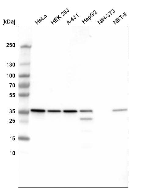 GAPDH Antibody (CL3265) - Azide and BSA Free Western Blot: GAPDH Antibody [NBP3-44493]