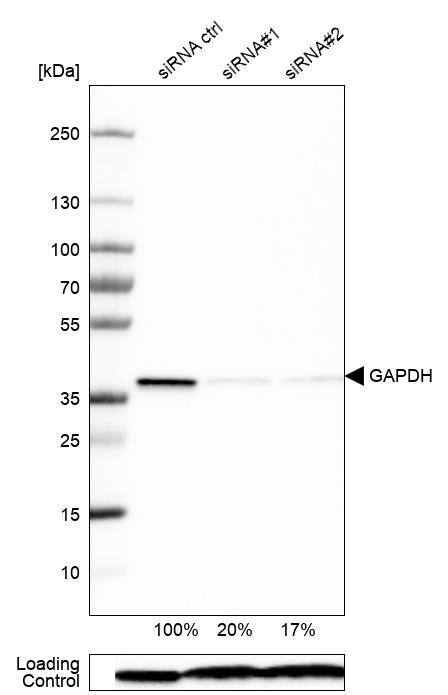GAPDH Antibody (CL3265) - Azide and BSA Free Western Blot: GAPDH Antibody [NBP3-44493]