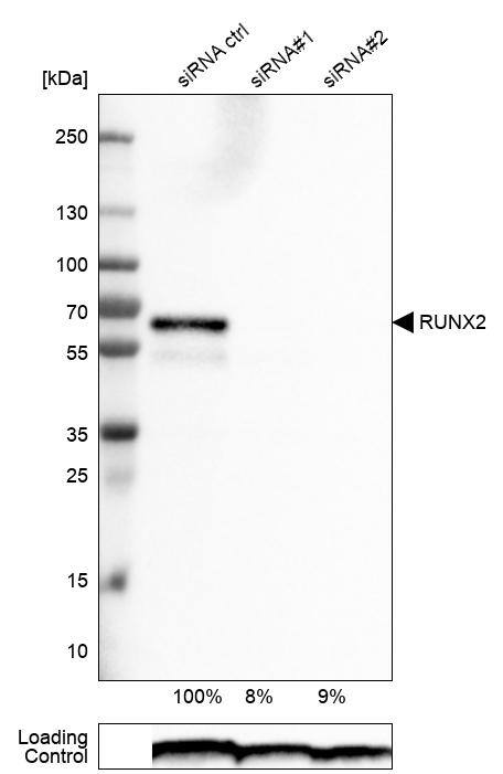 RUNX2/CBFA1 Antibody (CL0232) - Azide and BSA Free Western Blot: RUNX2/CBFA1 Antibody [NBP3-44496]