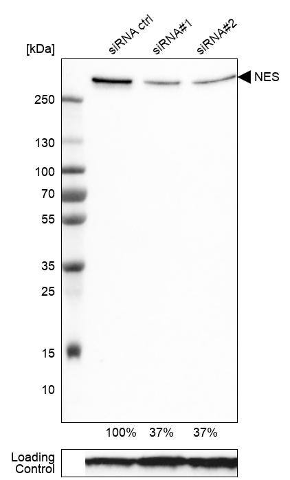 Nestin Antibody (CL0197) - Azide and BSA Free Western Blot: Nestin Antibody [NBP3-44499]