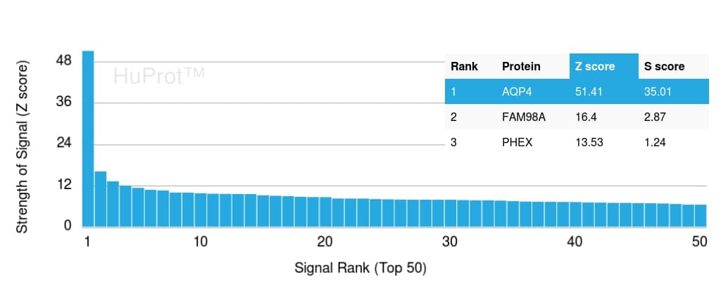 Aquaporin-4 Antibody (AQP4/3323)