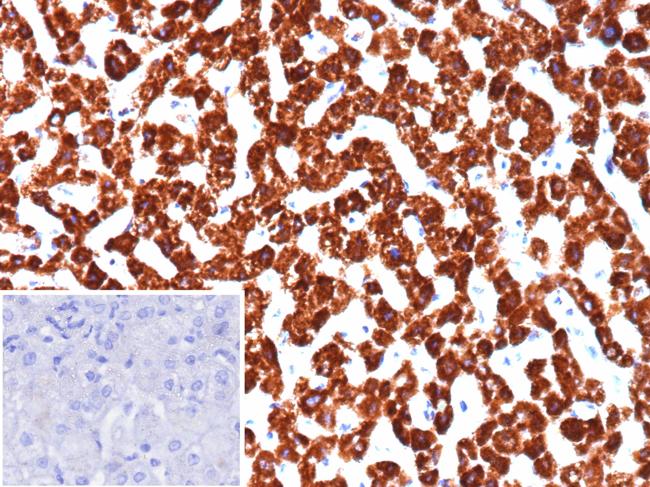 PHPT1 Antibody (PHPT1/12054)